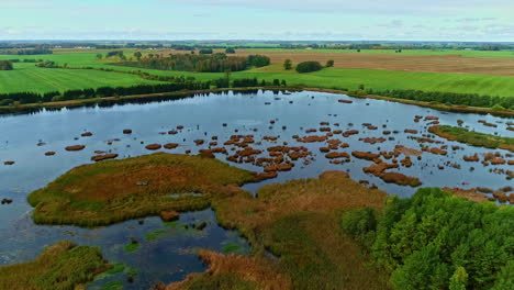 Brown-colored-vegetation-in-a-large-calm-lake-between-countryside