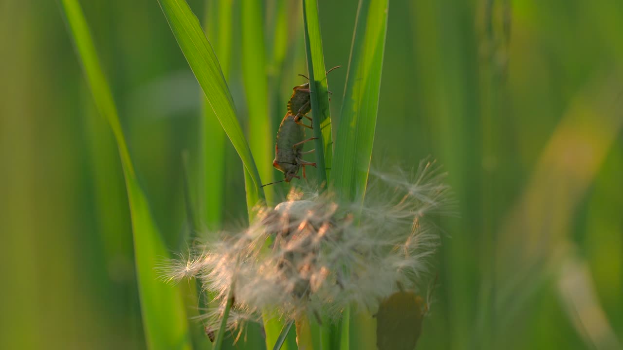 Insetti verdi sull'erba e sul tarassaco