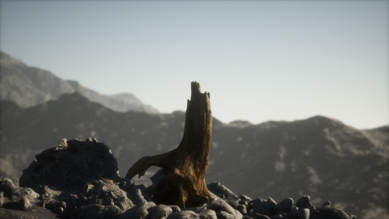 Pino morto su roccia granitica al tramonto