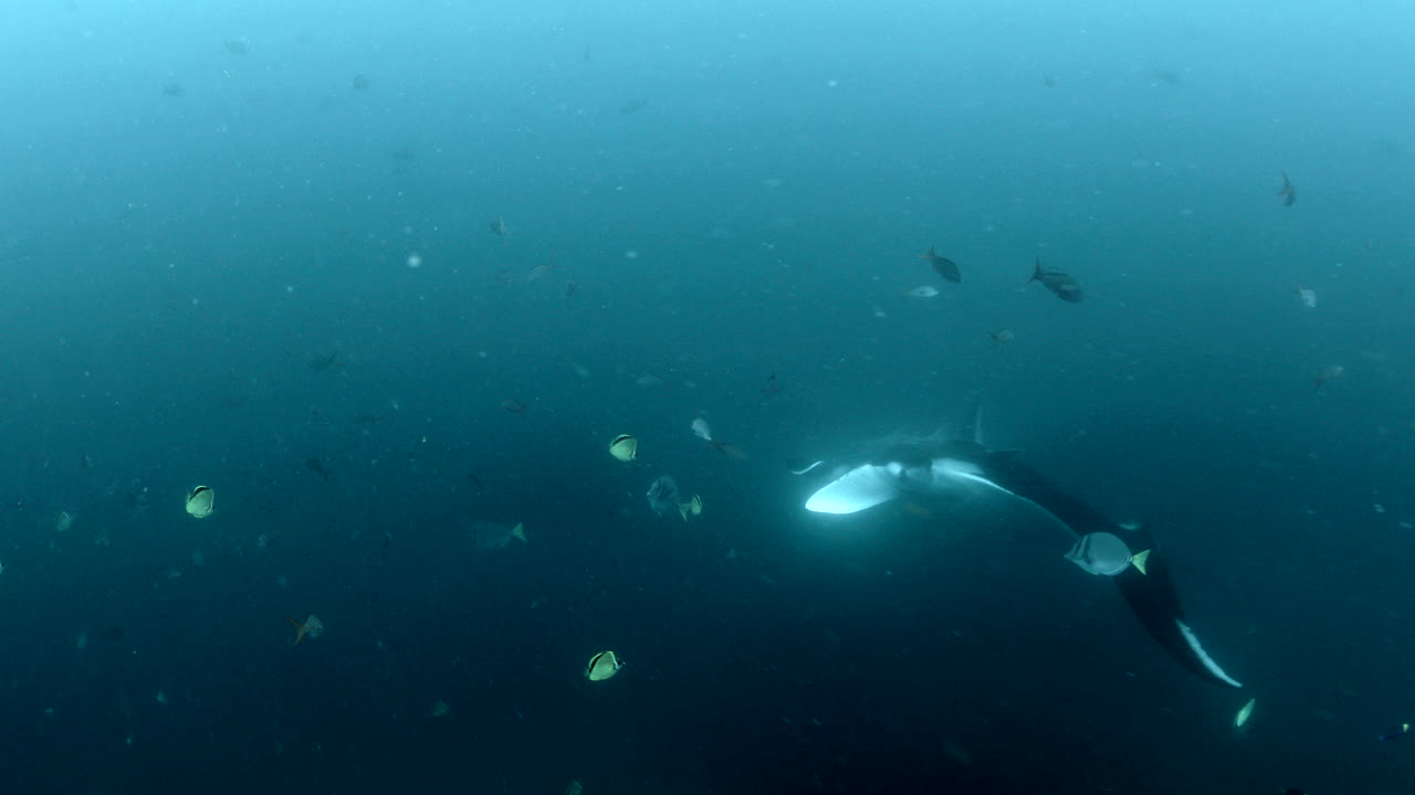 바다에서 만타 레이의 일반적인 이동 샷, 수생 카메라