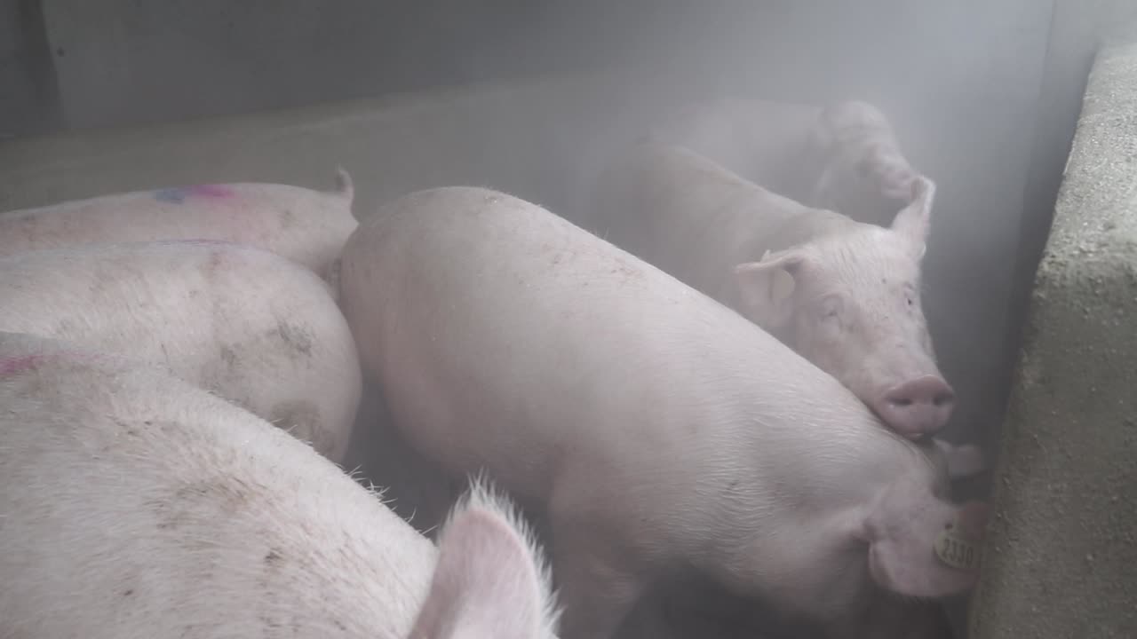 Pigs in confined space being misted with water