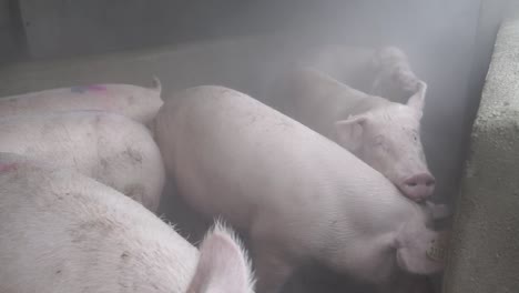 pigs in confined space being misted with water