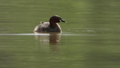 Kleine-Pfeifende-Ente-Uhd-Mp4-4k