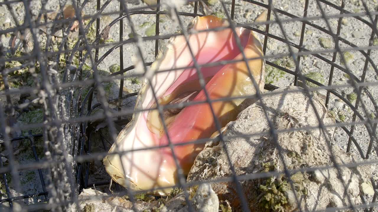 vista de la caracola encerrada en esteras de acero bajo la luz del sol.