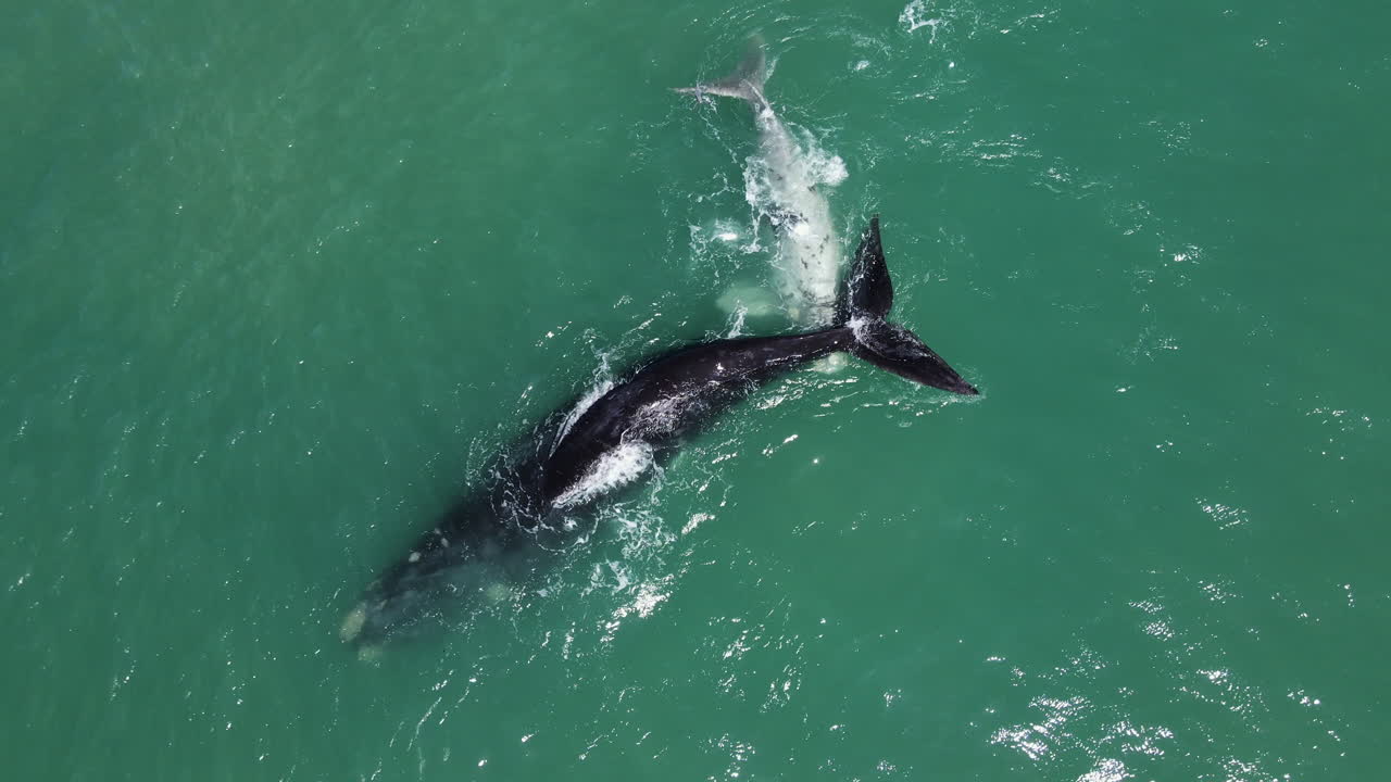공중 라이저 - 흰색 얼룩 고래 송아지가 어미 hermanus와 상호 작용합니다.