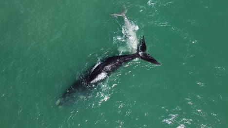 Elevador-Aéreo---Cría-De-Ballena-Blanca-Atigrada-Interactúa-Con-Su-Madre,-Hermanus