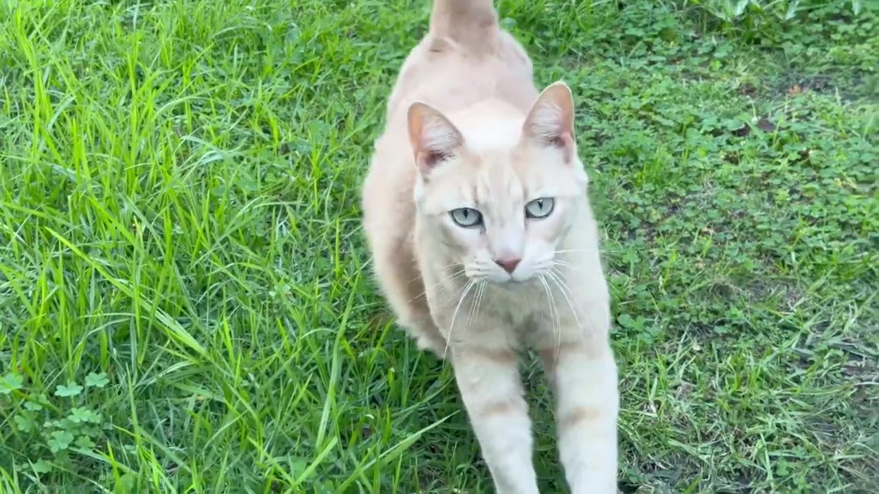 Un gatto rosso corre in un giardino