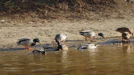 ducks by the water's edge