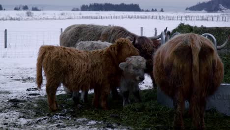 highland cattle eating and playing around haystack