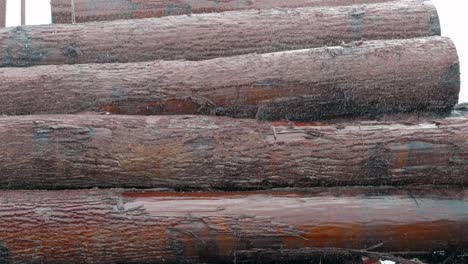 un montón de troncos. tala de troncos de madera. los árboles cortados se encuentran en un montón. está lloviendo, las gotas caen sobre la madera. pila de tronco de madera. aserradero