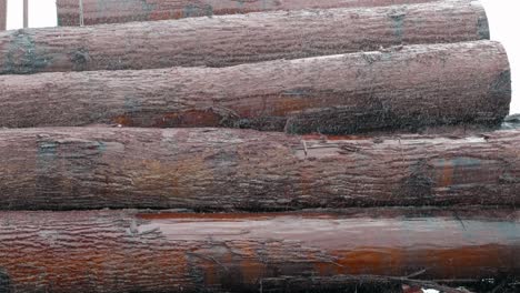 lots of logs. logging of wooden logs. the cut down trees lie in a heap. it's raining, drops falling on the wood. stack of wood logs. sawmill