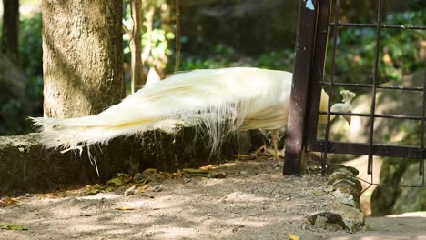 pavo real blanco en un jardín