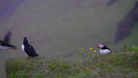 Colony-Of-Atlantic-Common-Puffins-Flying-In-And-Out-Of-Nests-On-Breeze-Green-Hills