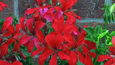 Vivid-red-geranium-flowers-moving-when-blown-by-the-wind-in-the-garden