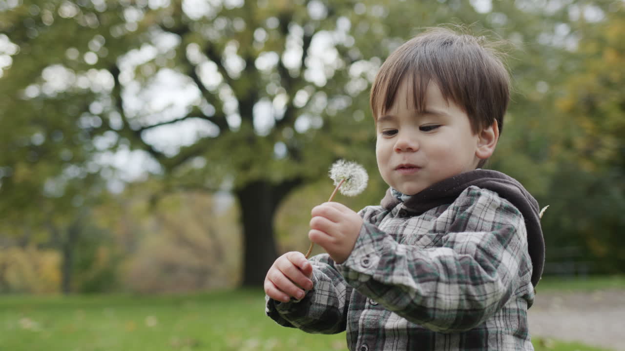 Anak kecil yang ceria mencoba memakan bunga dandelion. Berjalan di taman musim gugur.