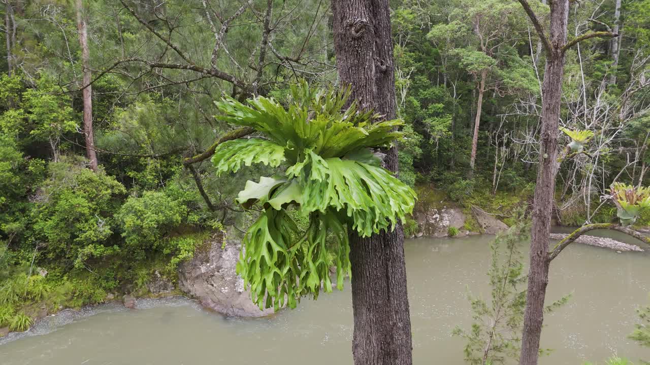 흐르는 하천 급류 에 있는 울창한 페른 나무