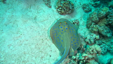 un rayo manchado azul nadando alrededor luego se acuesta en la arena en el mar rojo
