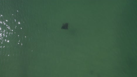 Clear-Blue-Waters-Of-Tallebudgera-Creek-With-Manta