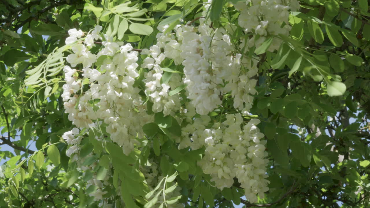 White acacia flowers swaying gently in the wind