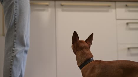 bottom view of a woman giving a treat to her dog. the dog gets up and takes the food