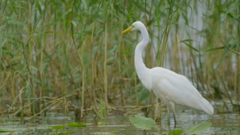 great white egret hunting fish in the lake and flying walking slow motion