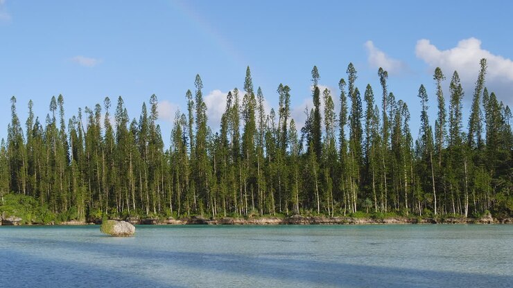 Columnar pine trees line scenic natural pool at Oro Bay, Isle of Pines