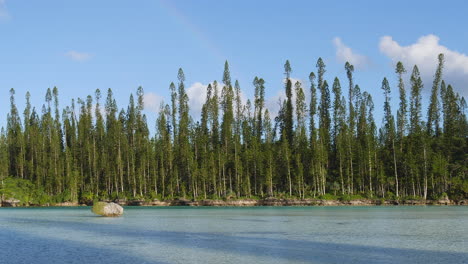 columnar pine trees line scenic natural pool at oro bay, isle of pines