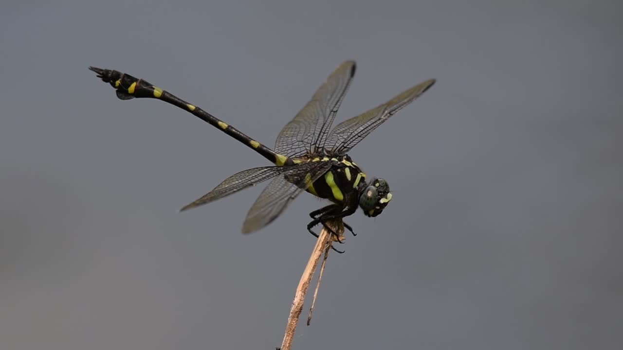 The Common Flangetail dragonfly is commonly seen in Thailand and Asia; the size can be medium and large with yellow and black as pattern. Its wings are clear accented with black lined veins