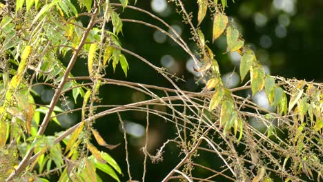 Vida-Silvestre-De-Aves-Encaramada---Tomando-Vuelo-En-Un-árbol-En-La-Selva-Tropical-De-Costa-Rica