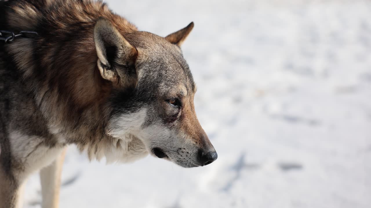 el lobo en invierno