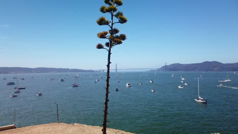 Gimbal-Weitwinkelschwenk-Von-Der-Insel-Alcatraz-Aus-Einer-Großen-Anzahl-Von-Booten-In-Der-Bucht-Von-San-Francisco-Für-Die-Flottenwoche-Mit-Der-Golden-Gate-Bridge-Im-Hintergrund