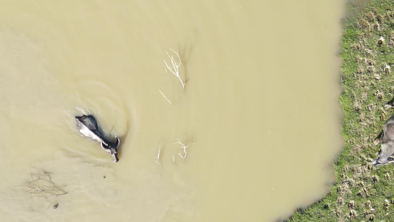 ganado de búfalo pastando hierba y lavando en la antena aérea del río