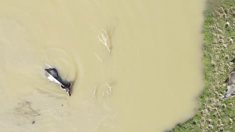 buffalo-cattle-grazing-grass-and-washing-in-river-overhead-Aerial