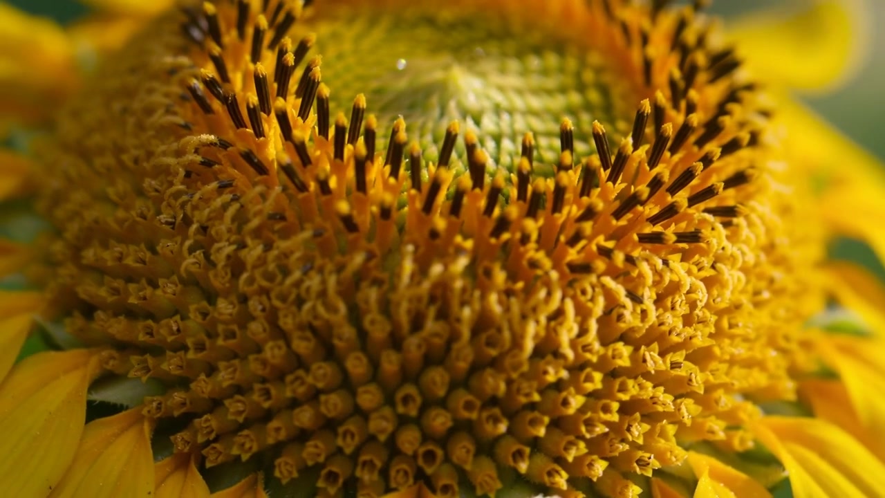 Telecamera che si sposta rivelando il centro della testa di un girasole in un primo piano in giardino, mostrando i flosculi del disco per i dettagli.