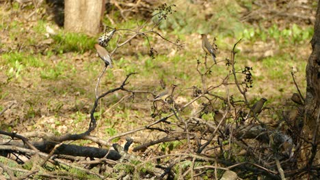 varios pájaros diminutos y lindos que se reúnen alrededor de un árbol caído