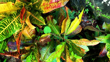 Hermosa-Vida-Vegetal-Tropical-En-El-Caribe-En-Cámara-Lenta