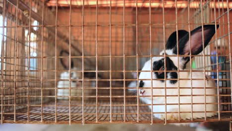 bunnies inside cages in 4k. rabbit inside cage