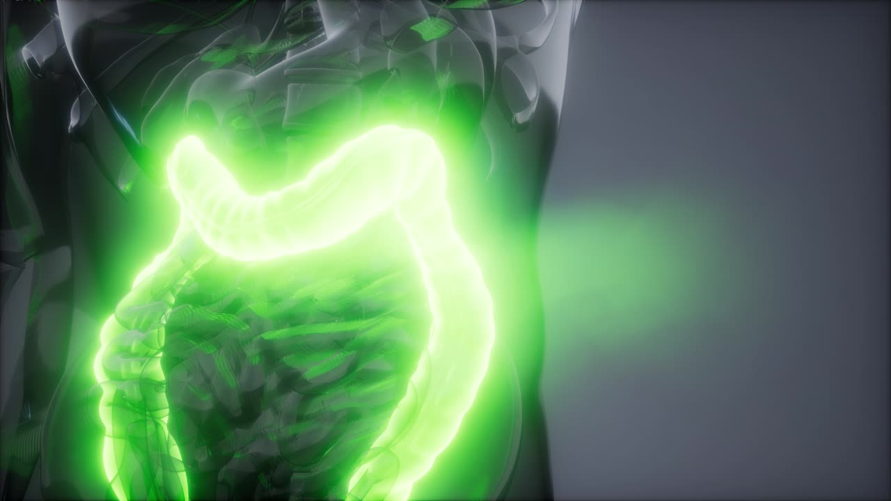 examen de radiología del colon humano