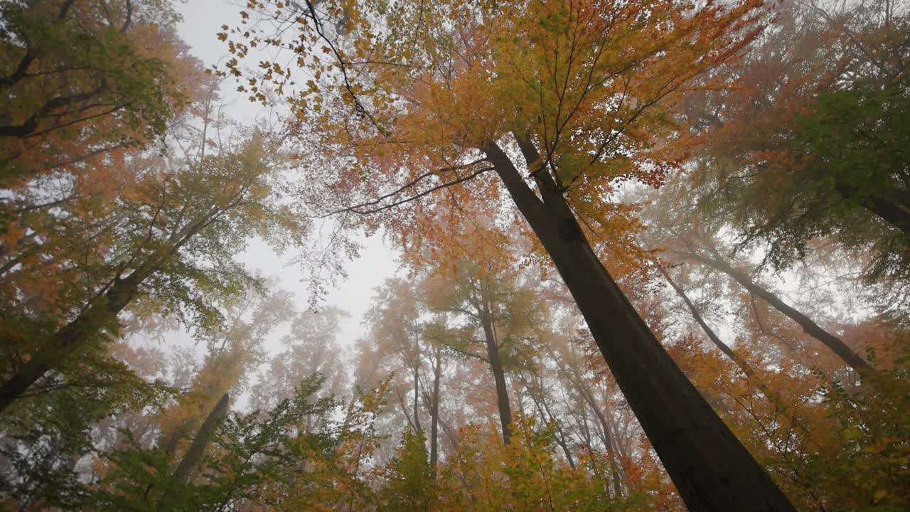 mirando hacia las copas de los árboles en el bosque de otoño encantado