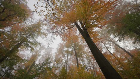 Looking-up-the-treetops-in-the-enchanted-autumn-forest