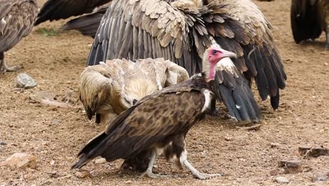 two vultures eating then one walks away