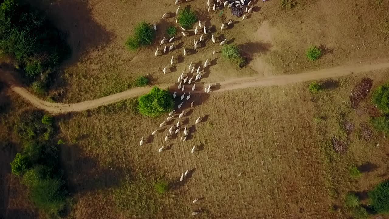 A captivating bird's-eye view of goat herds grazing near the Narathu Temple in Bagan, Myanmar, showcasing the rural landscape.