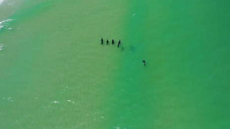 Seals-Swimming-Through-Surf-in-Cape-Cod