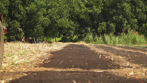 Close-up-of-a-young-farmer-without-t-shirt-spreading-compost-soil-with-shovel-to-ground