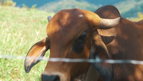 Close-up-slow-motion-shot-of-a-cow---bull-in-a-green-valley