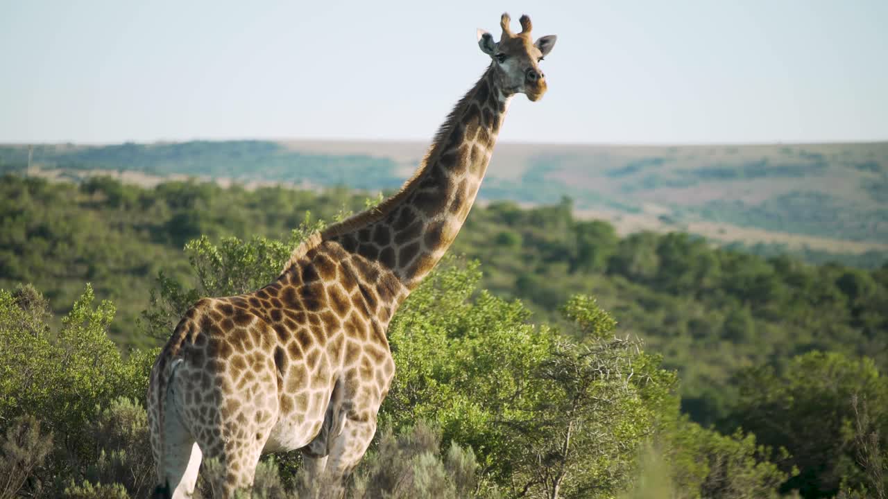 jirafa observando depredadores y comiendo en sudáfrica