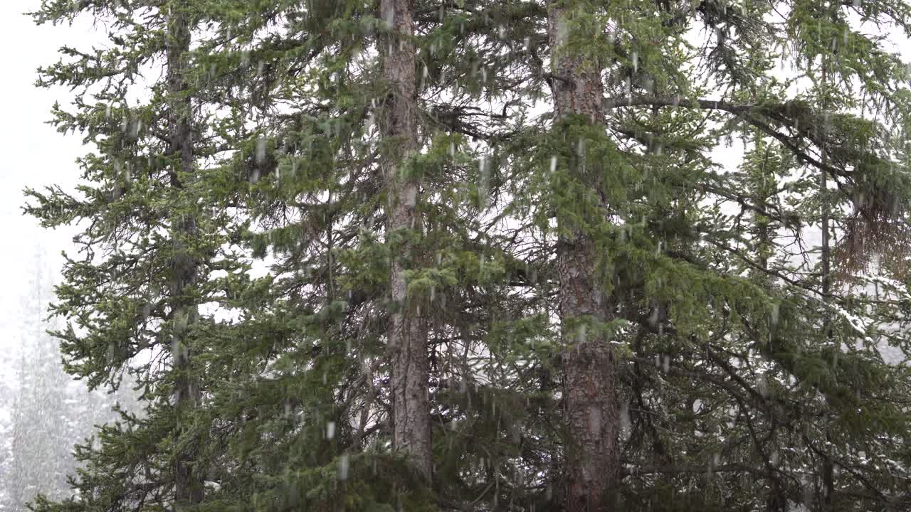 Fitta nevicata sulle Montagne Rocciose canadesi, nel Parco nazionale di Banff, Alberta, Canada. Splendido sfondo di paesaggio naturale in 4K