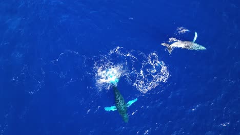 4k aerial of two humpback whales enjoying the warm tropical waters of hawaii as one twirls on its back to sunbathe