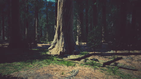 Early-morning-sunlight-in-the-Sequoias-of-Mariposa-Grove