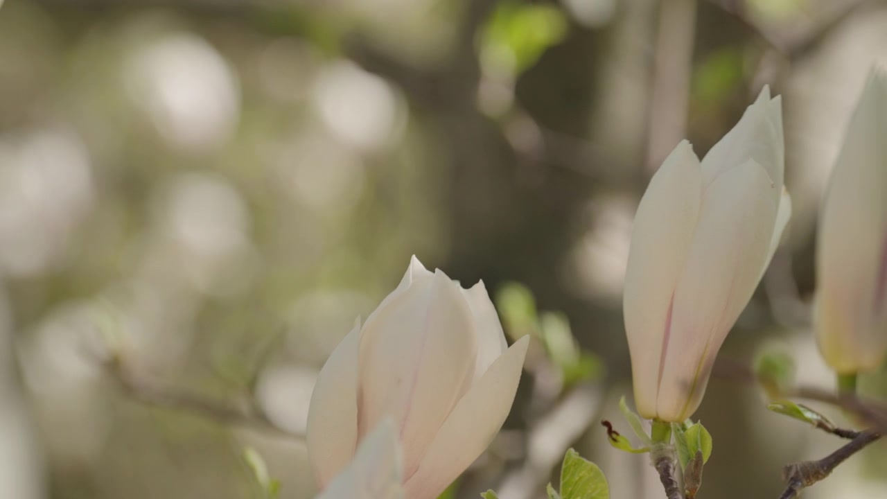 Dettagli ravvicinati di fiori di magnolia bianchi che sbocciano accanto a foglie verdi fresche su un ramo primaverile
